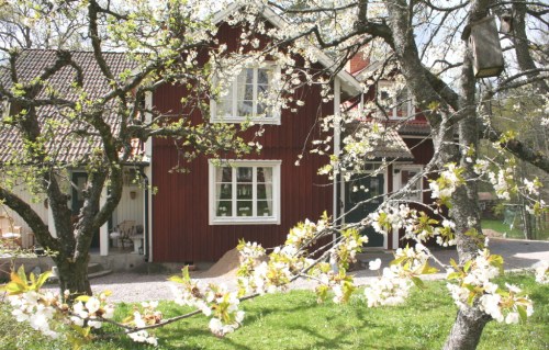 Körsbärsblom 20070501_1_1